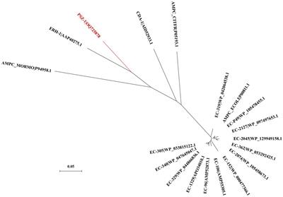 BlaPSZ-1, a novel AmpC gene identified from a Pantoea isolate